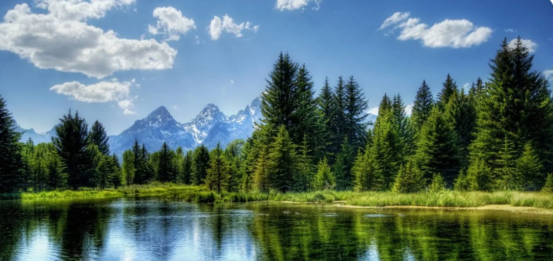 Canadian Forest Owners appoints Andrew de Vries as CEO