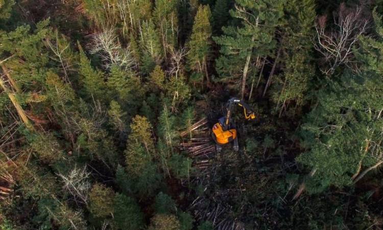 AV Group achieves FSC forest certification in New Brunswick, Canada