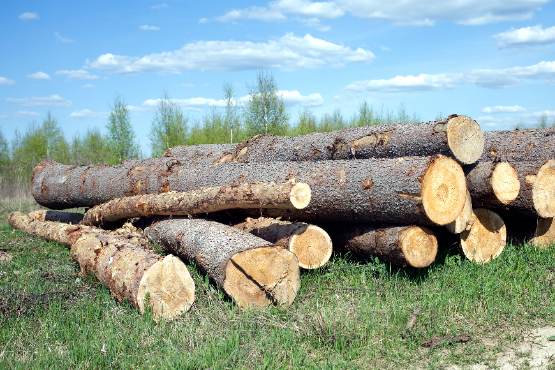 В июле 2020 г. стоимость сделок с круглым лесом в Словении снизилась на 42%