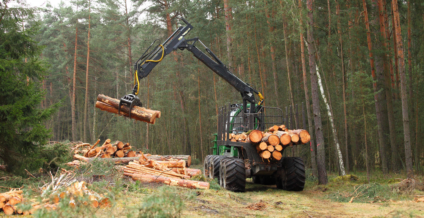 Эксперт: закон об увеличении расчетной лесосеки приведет к риску расторжения половины договоров аренды в России