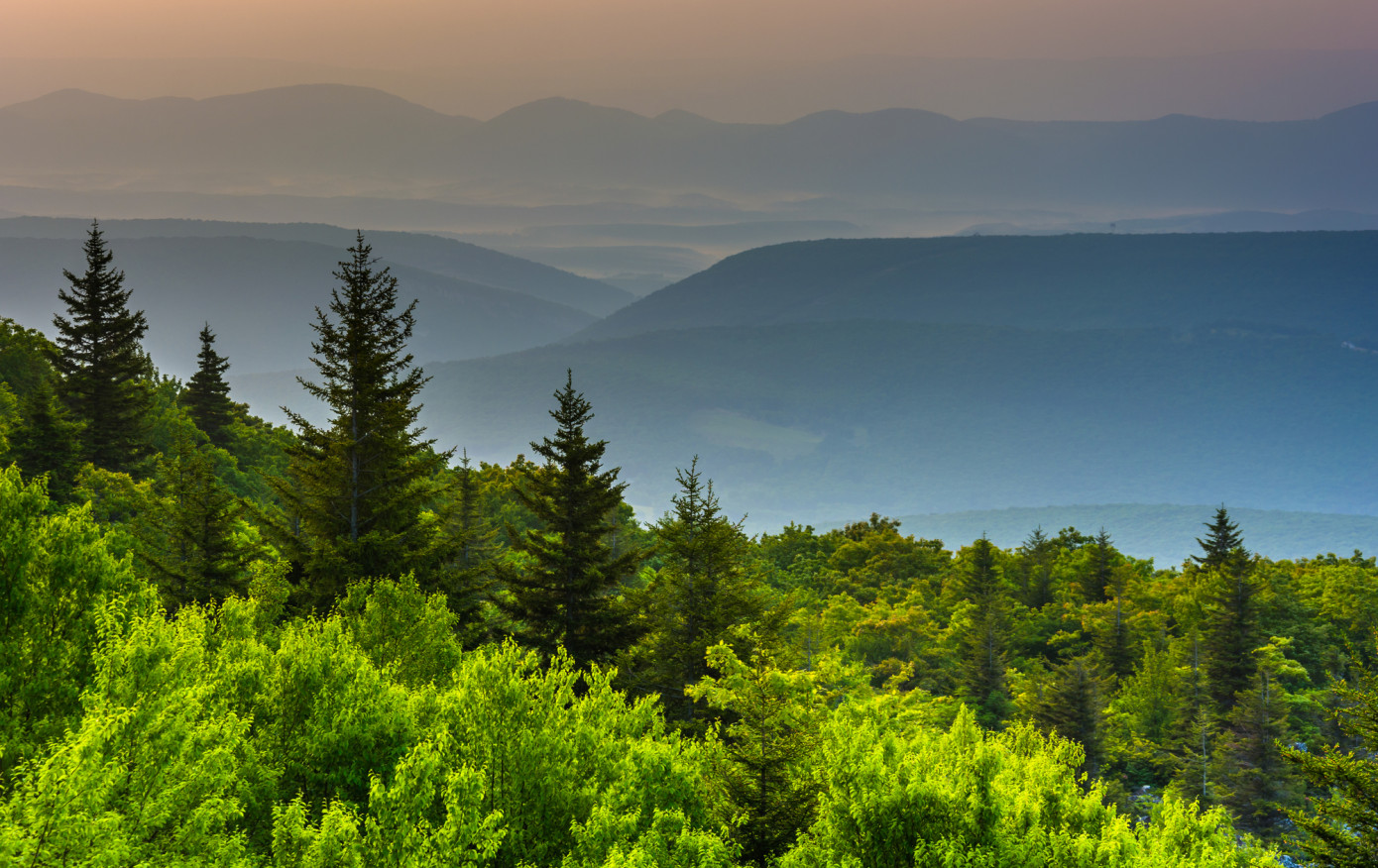 Domain Timber Advisors to lead investment management of Virginia timberland portfolio