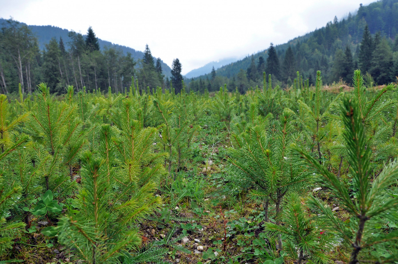 Рослесхоз рассматривает ряд мер для поддержки малого и среднего бизнеса в сфере лесопользования