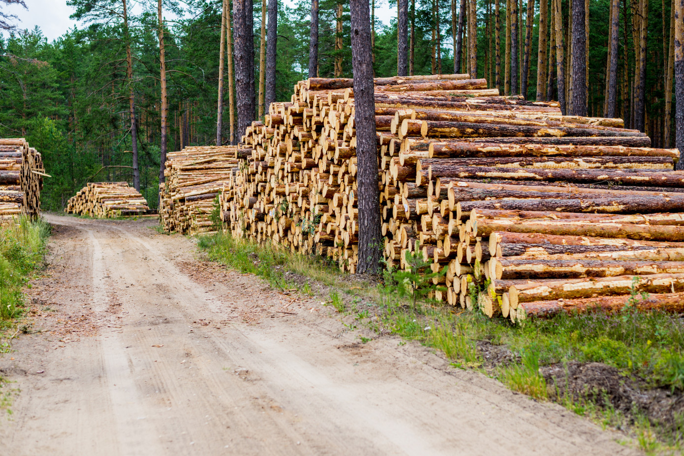 In February, price for logs exported from U.S. up 3%