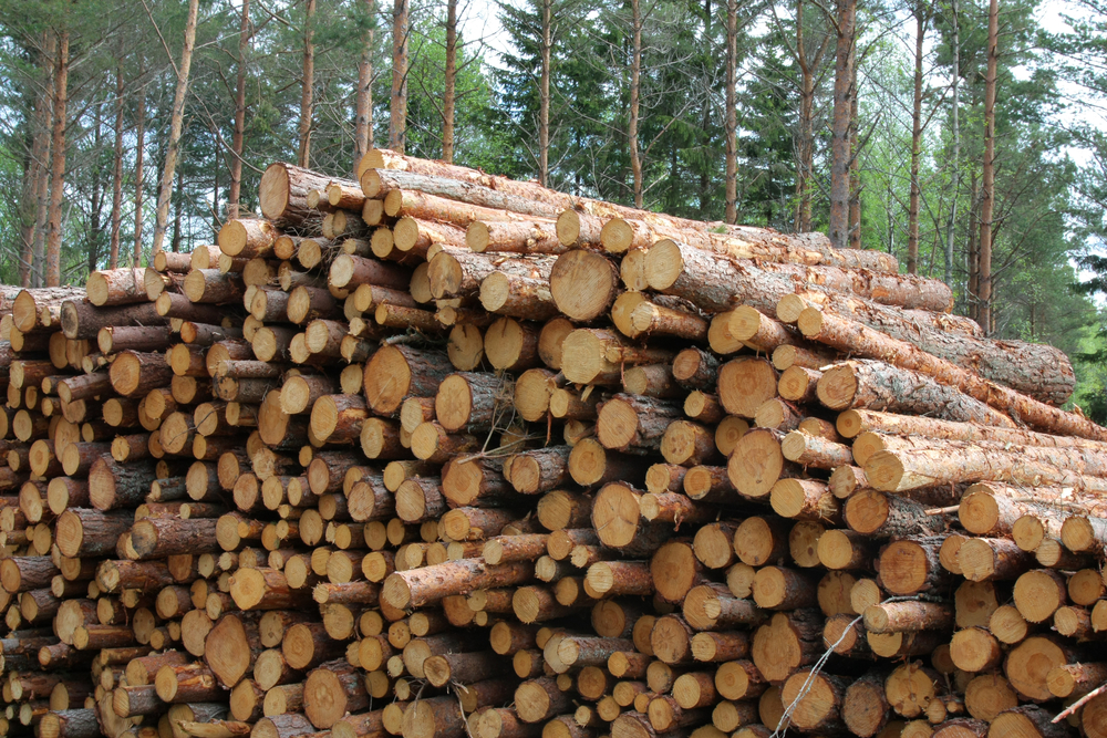 Global trade of softwood logs decreased by 20% in 1H 2022