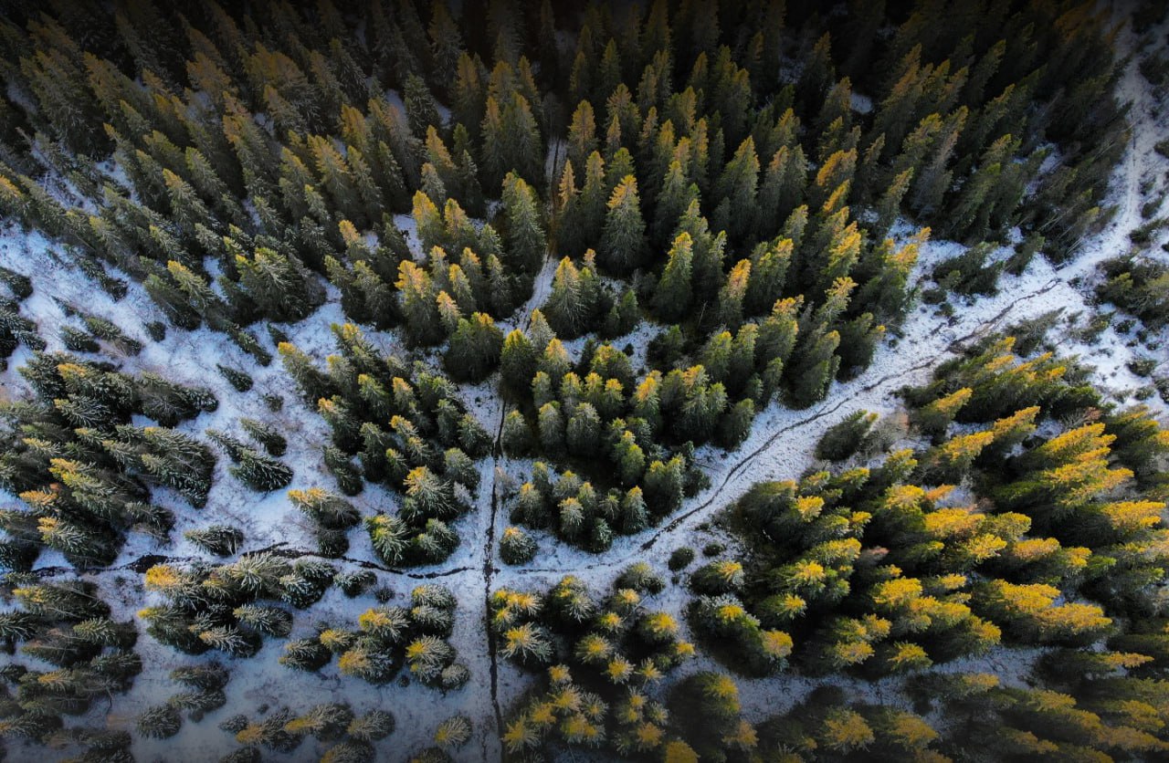 Объем незаконных рубок в России снизился на 29%