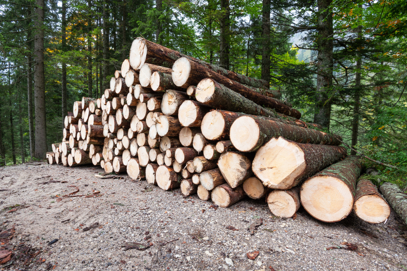 В ноябре цена экспорта круглого леса из Германии подскочила на 62,8%