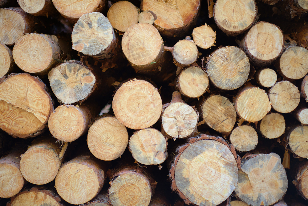 Slovenia: Value of purchased roundwood decreased by 29% in July