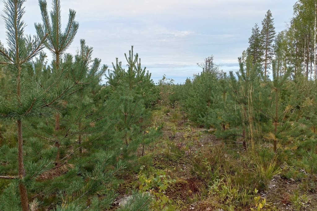 Приживаемость высаженных в Карелии сеянцев сосны и ели превысила 80%