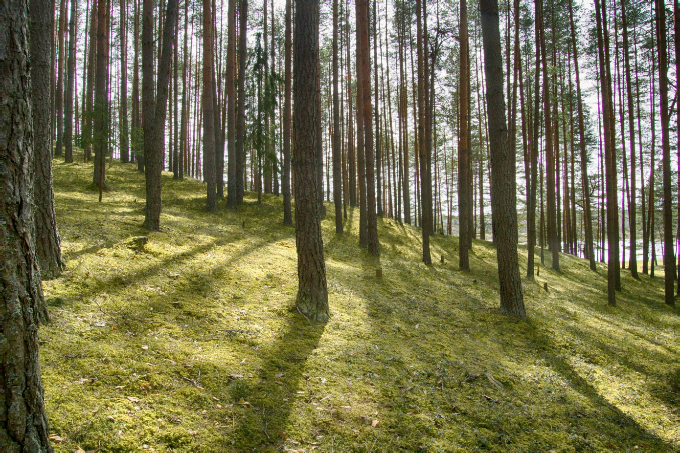 USDA commits $8.1 million to five new forest restoration projects under Joint Chiefs’ program