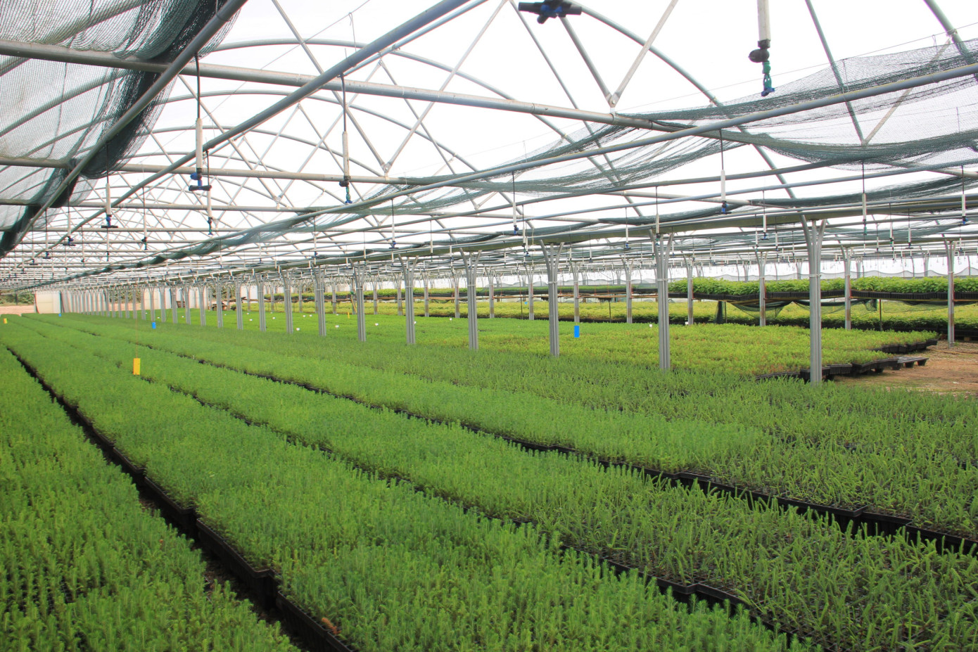 BSW Group launches UK cold chain tree delivery service