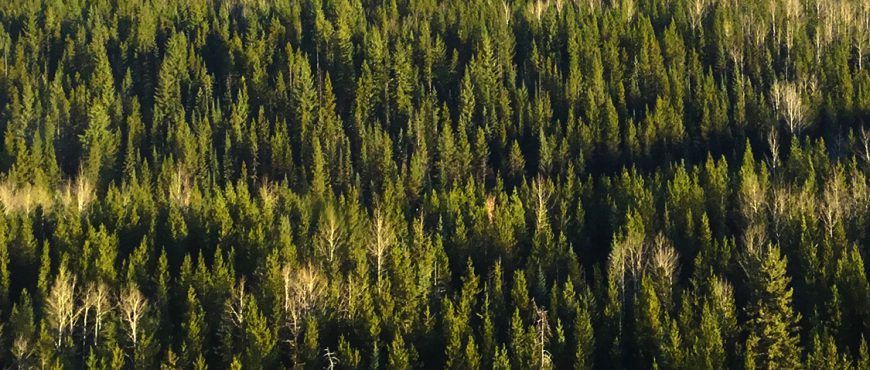 Forest Practices Board to audit BCTS operations in the Skeena area, British Columbia, Canada