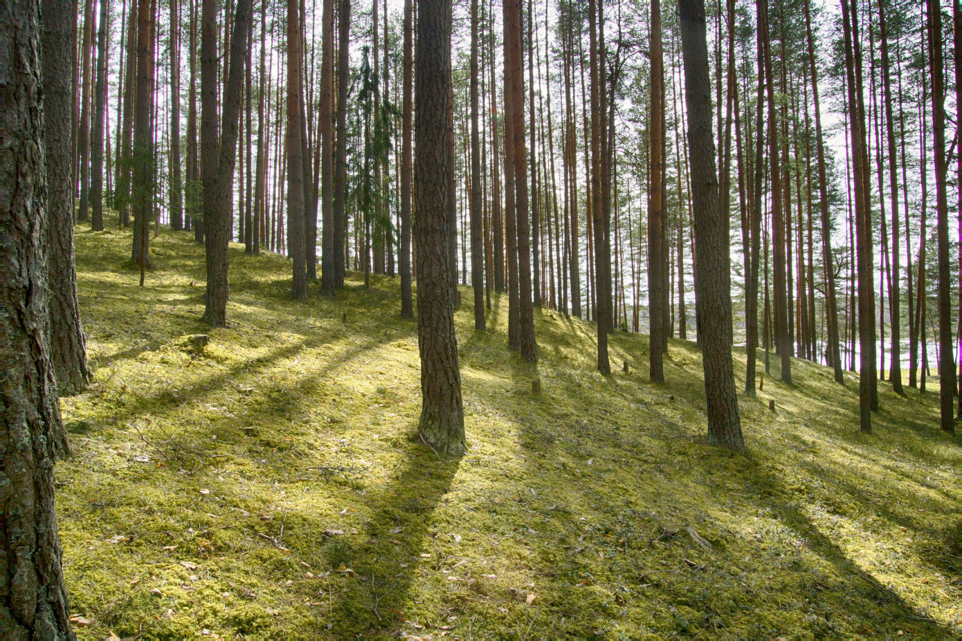 Nomura to invest in forestry fund managed by New Forests