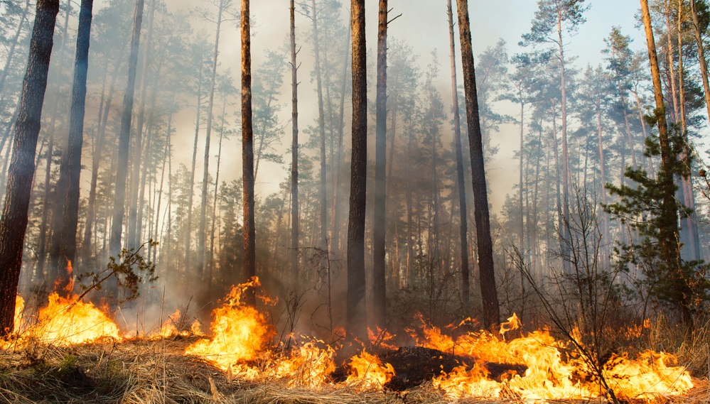 Interfor сократит производство пиломатериалов из-за лесных пожаров в Британской Колумбии