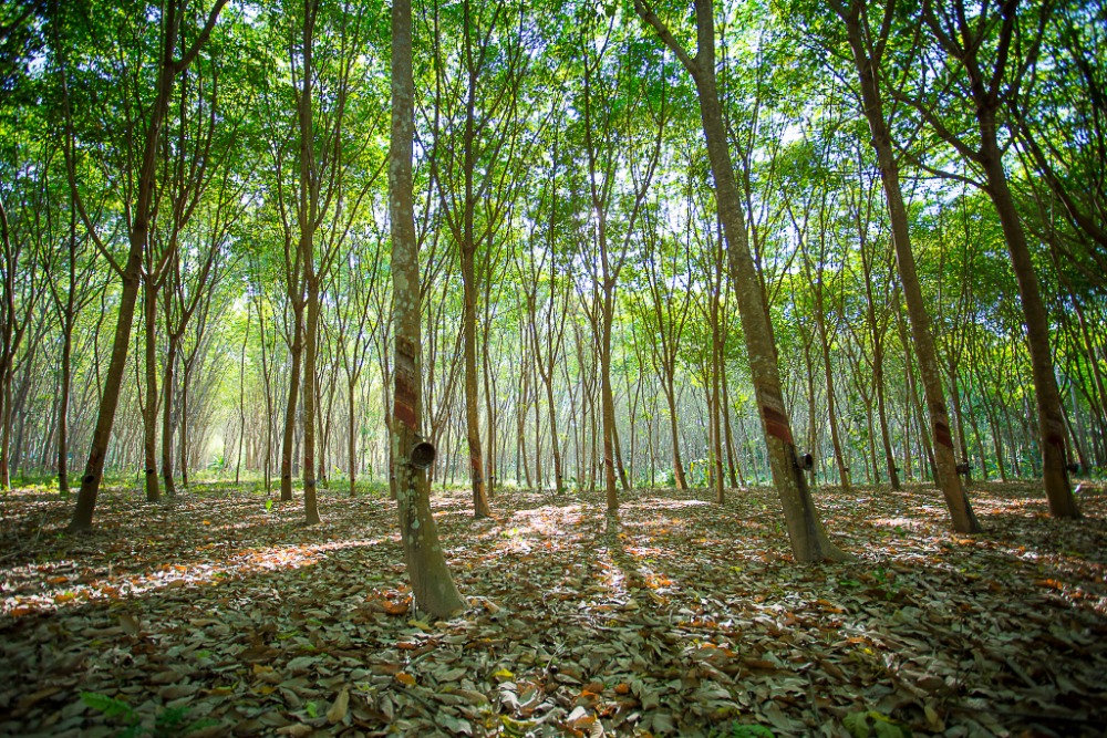Southeast Asian rubber producers brace for new EU deforestation regulation