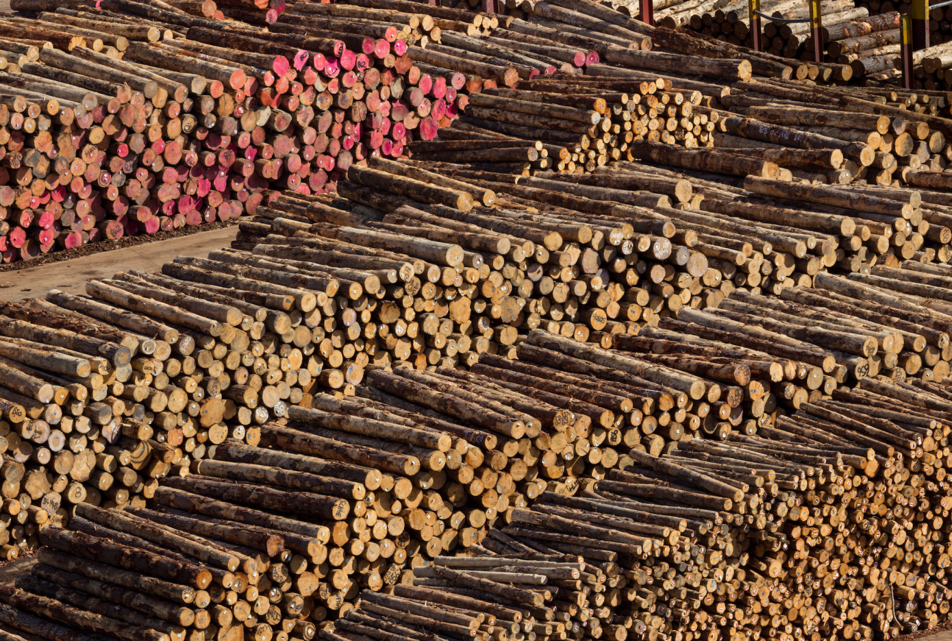 Exports of logs from Japan grow 37% in October