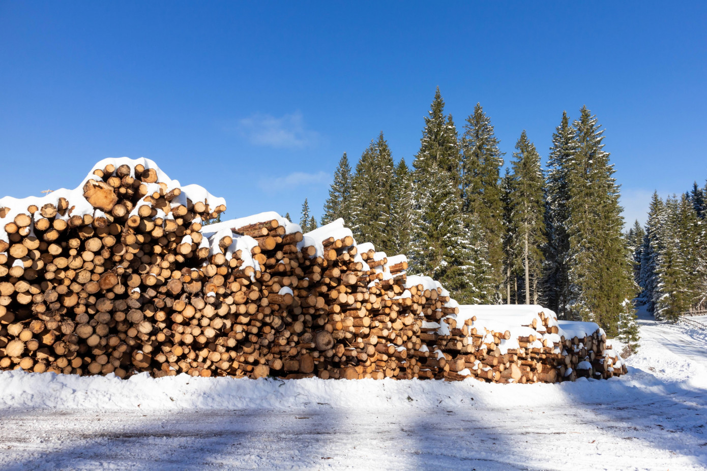 Swedish sawlog prices fell 4%–6% in first quarter 2026