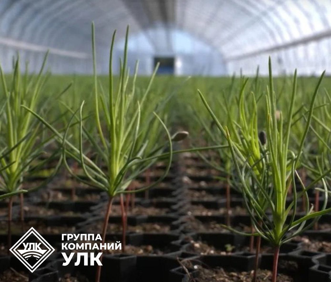 Плесецкий леспромхоз проведет лесохозяйственные работы на площади около 10 тыс. га