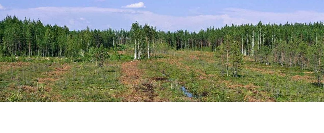 Stora Enso and Tornator to restore 1,000 hectares of low forest cover peatland in Finland