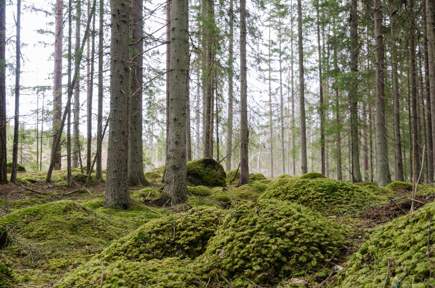 Södra, IKEA of Sweden, Linnaeus University partner to promote forestry