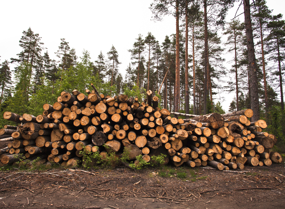 Импорт круглого леса в Европейский союз подскочил в январе на 19%