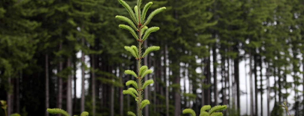 Weyerhaeuser  appoints David Graham as President of its Canadian subsidiary