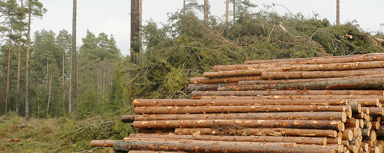 Swedish gross felling remained high during 2020