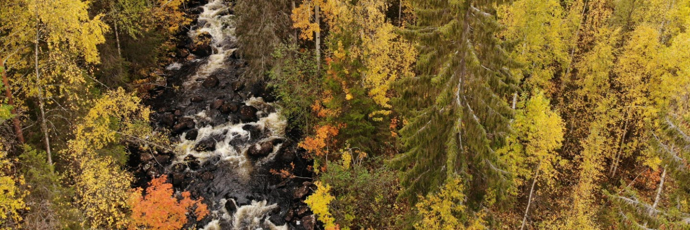 SCA берет под охрану более 1 тыс. га леса на севере Швеции