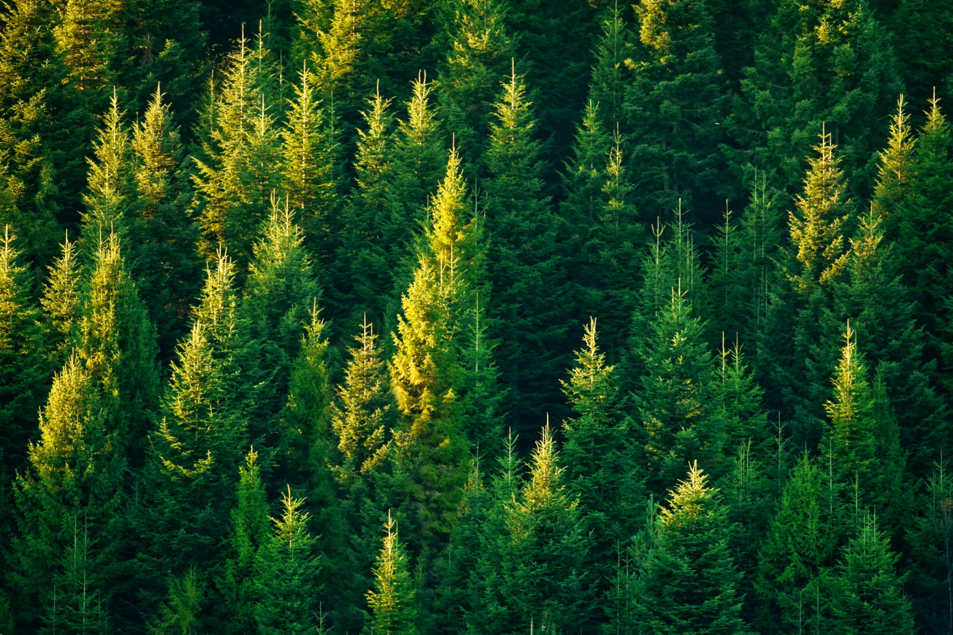 В 2021 г. Министерство природных ресурсов Канады посадило 97% из 30 млн деревьев в рамках программы 2BT
