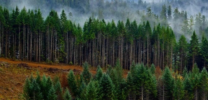 Roseburg completes purchase of 30,000 acres of timberland from FIA