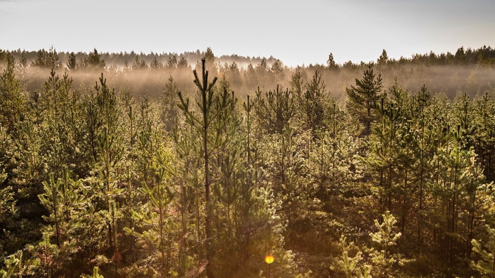 Stora Enso to sell 5,200 hectares of forestland in Sweden