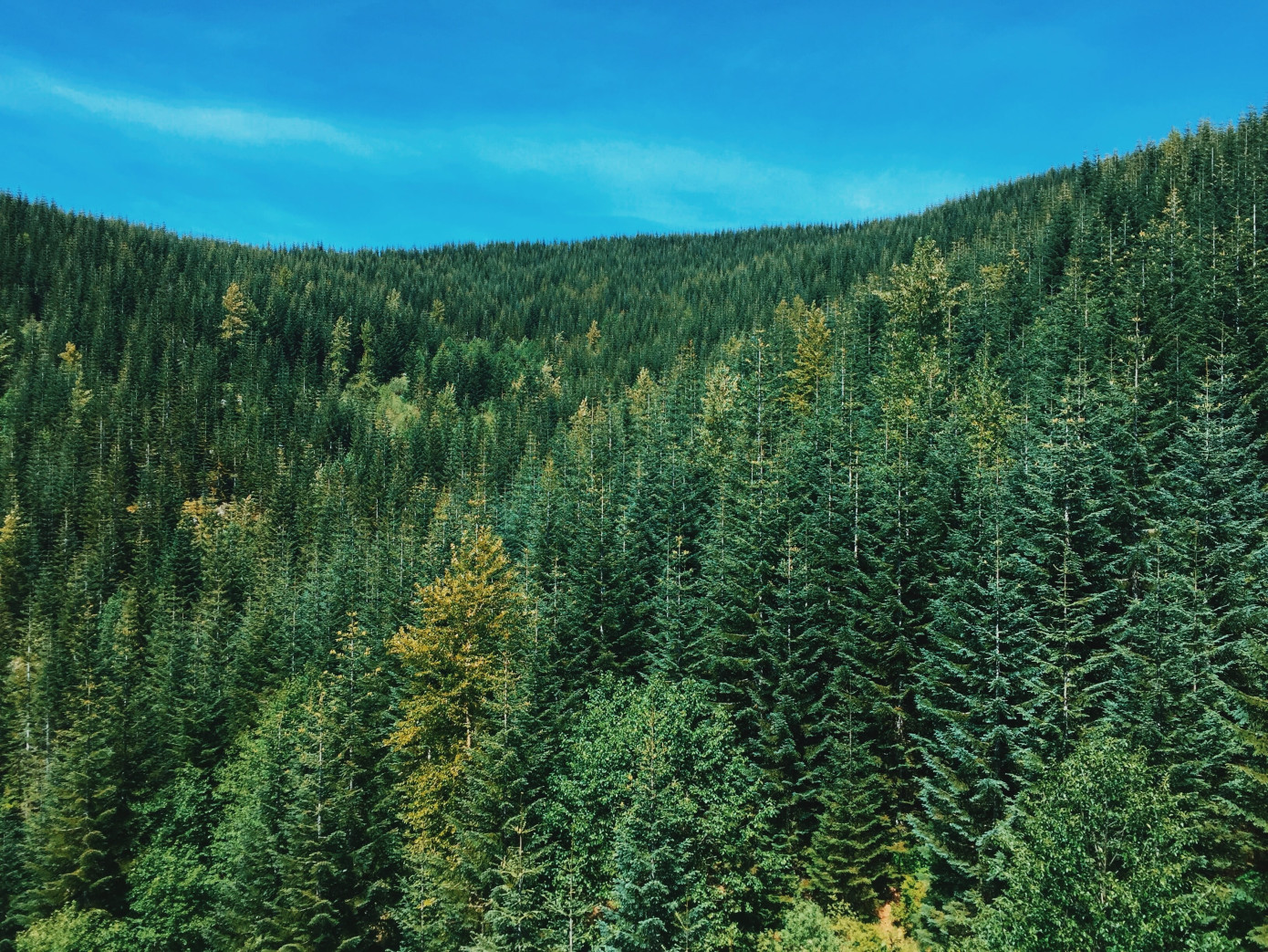 Рослесхоз: в 2023 г. будет готова нормативно-правовая база для реализации лесных климатических проектов