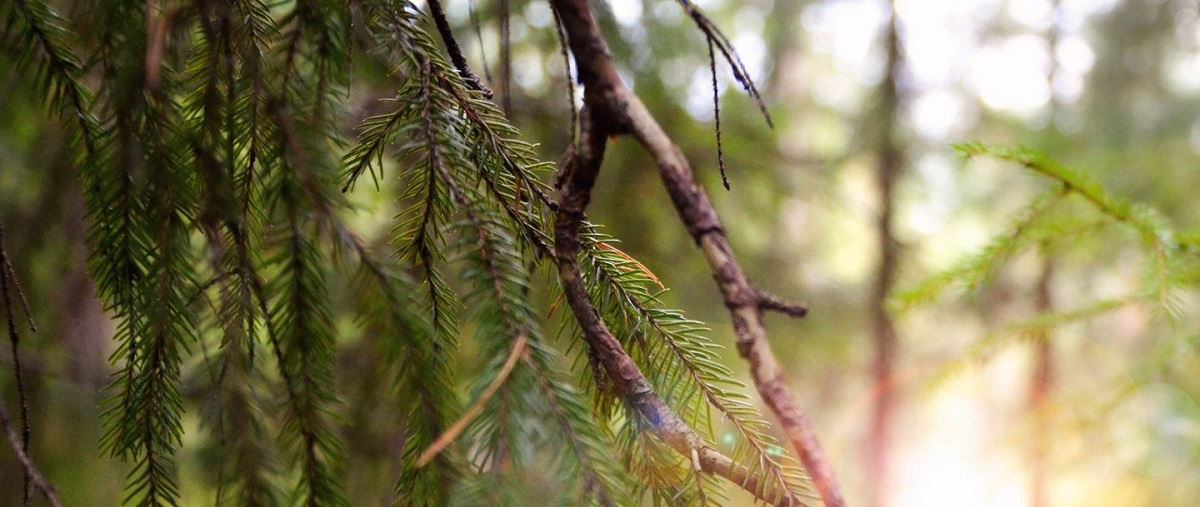 United Bankers’ UB Timberland Fund acquires significant forestland in Finland