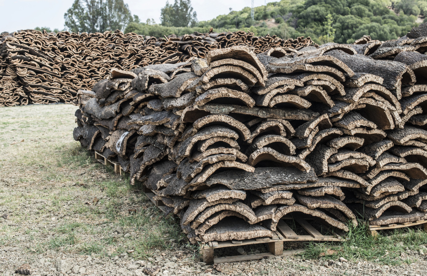 Exports of cork from Portugal grow 31% in May