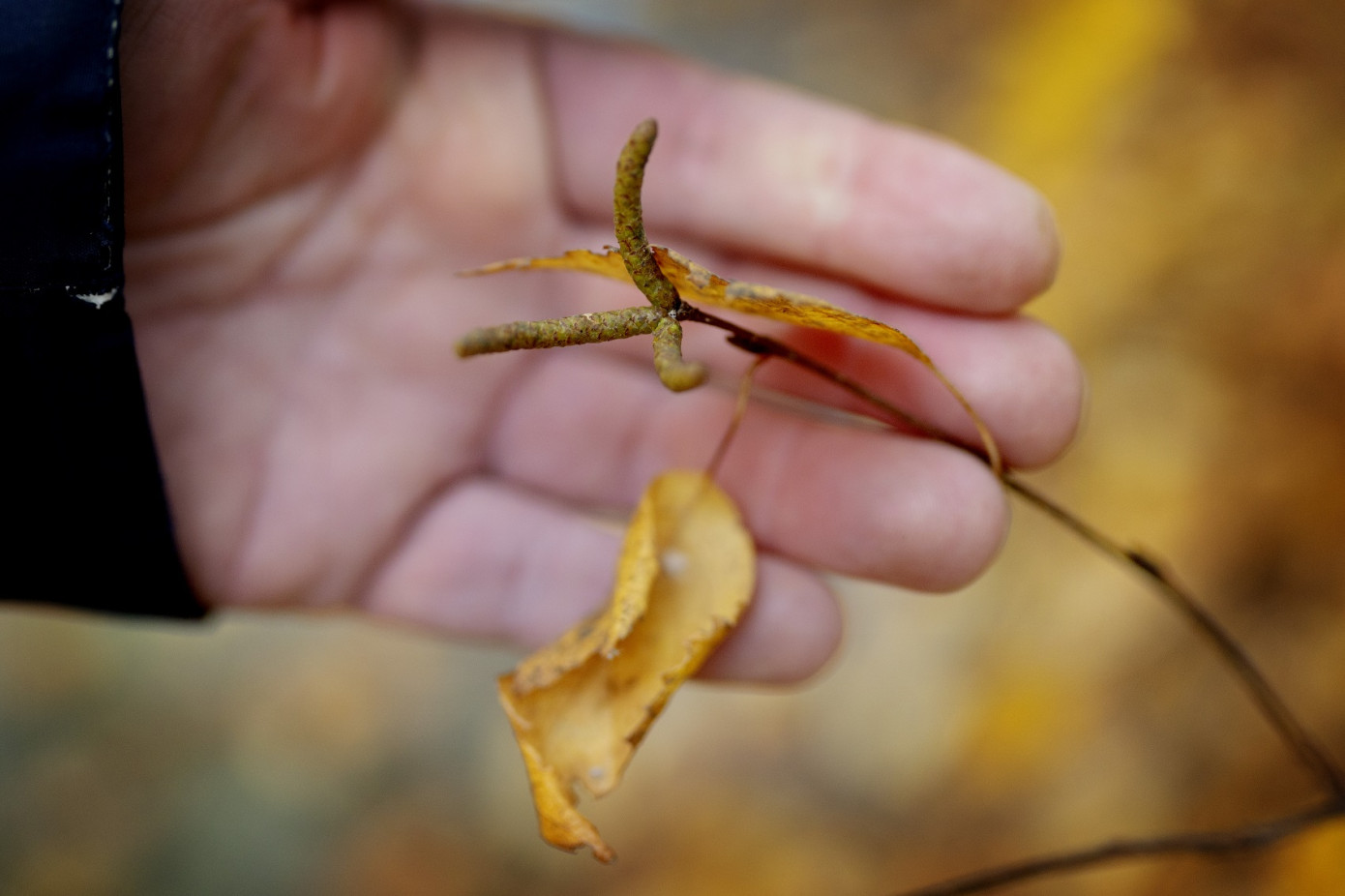 Södra harvests good amount of birch seeds for next spring