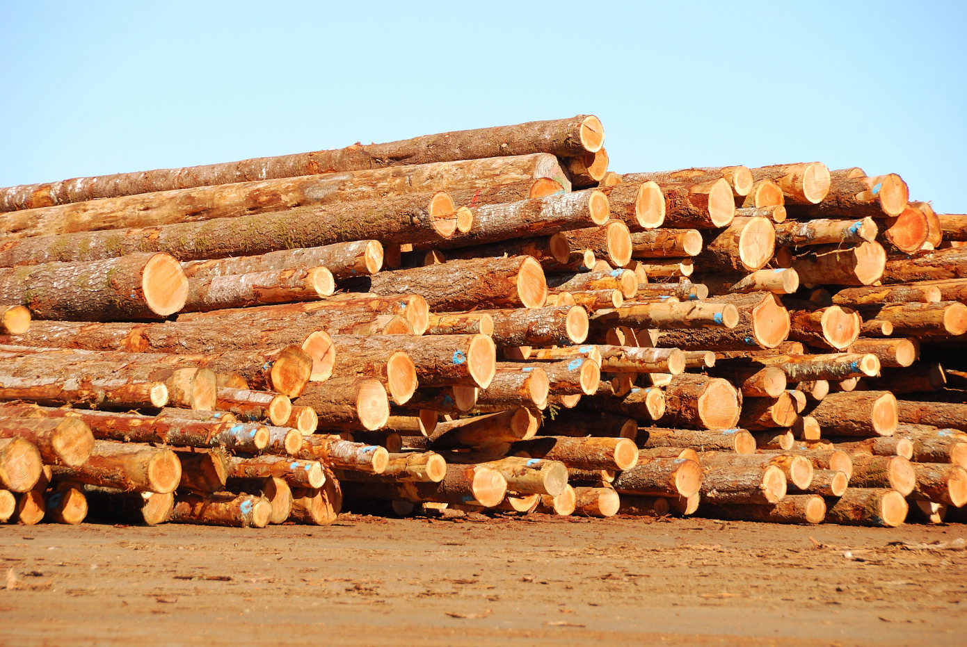 Exports of logs from Lithuania shoot 83% in September
