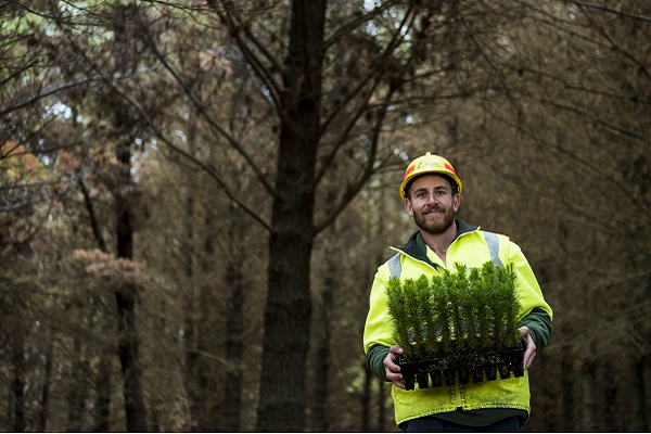 The BEST Nursery received 1 million radiata pine seedlings from Forestry Corporation in Inverell, Australia