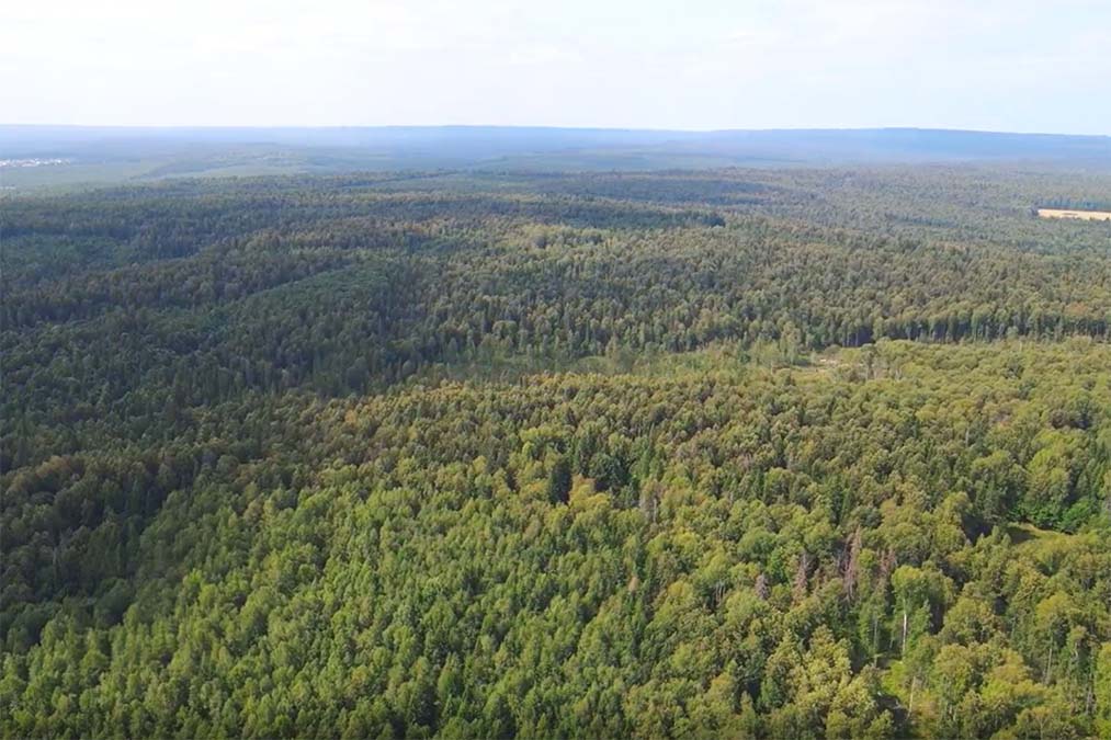 ПЦБК предлагает использовать БПЛА для мониторинга лесов Пермского края