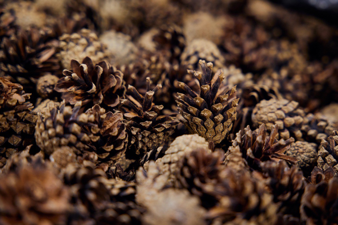 Архангельский ЦБК создает запас семян хвойных пород