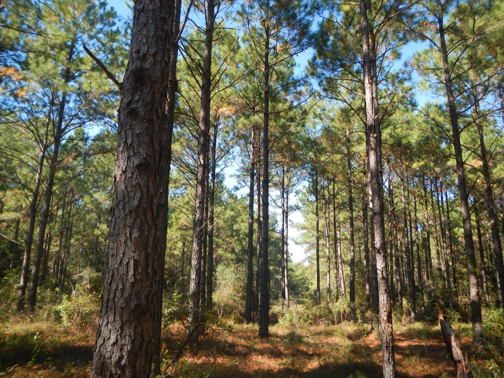 American Forest Management продала более 4 тыс. га леса на юге США