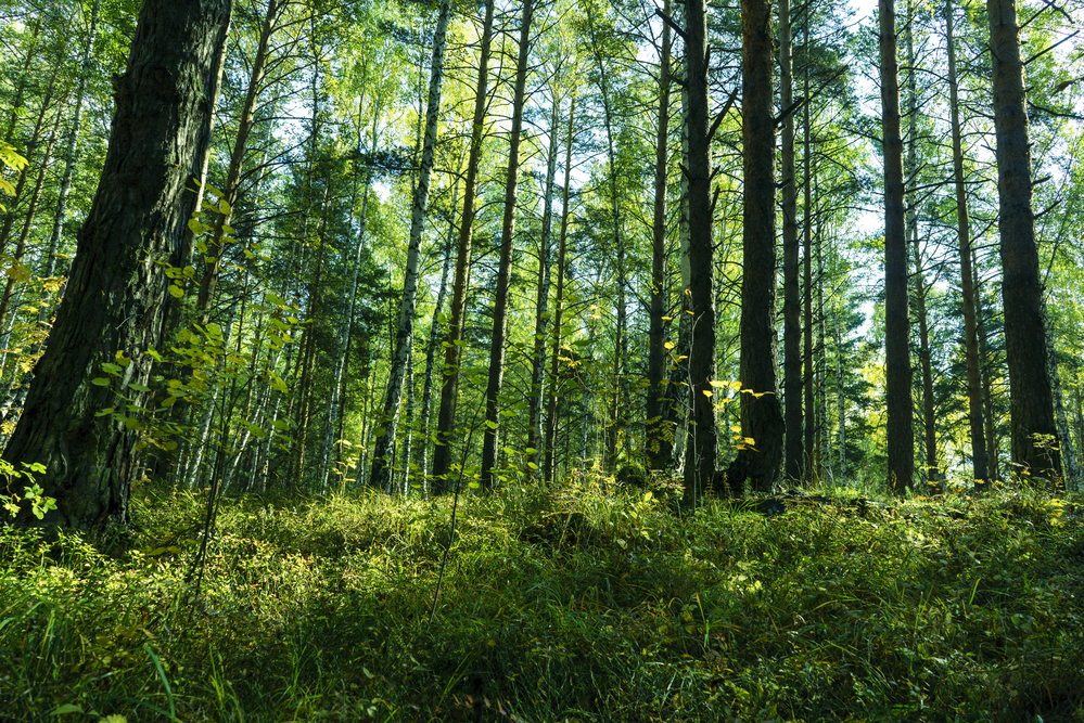 USDA Forest Service invests $188 million to conserve forests and private forestland