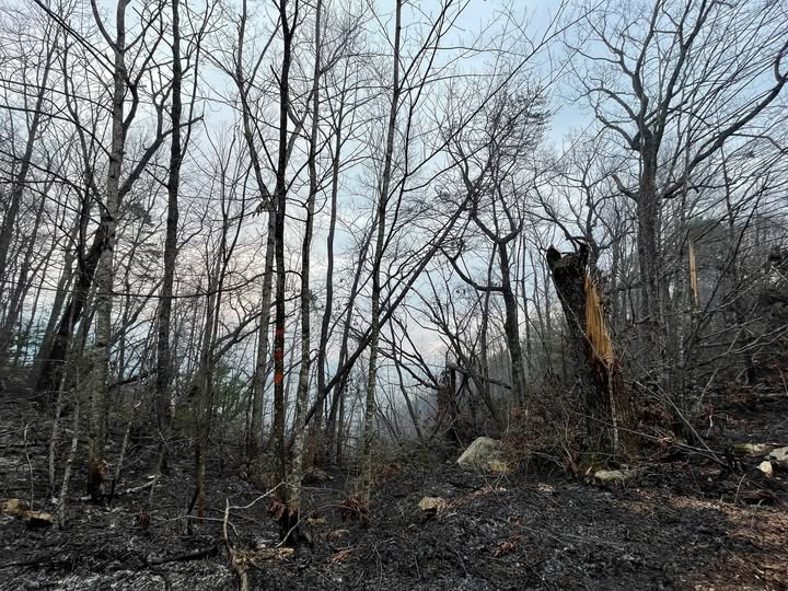 Forest Service commits $290 million to Hurricane Helene recovery in North Carolina