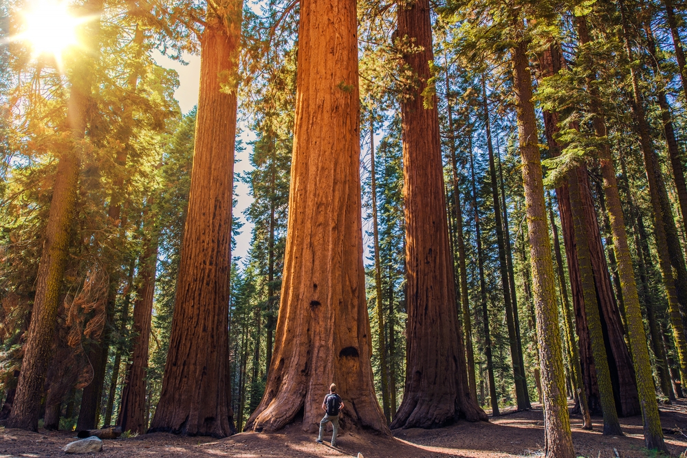 U.S. forest service taking emergency action to protect giant sequoias