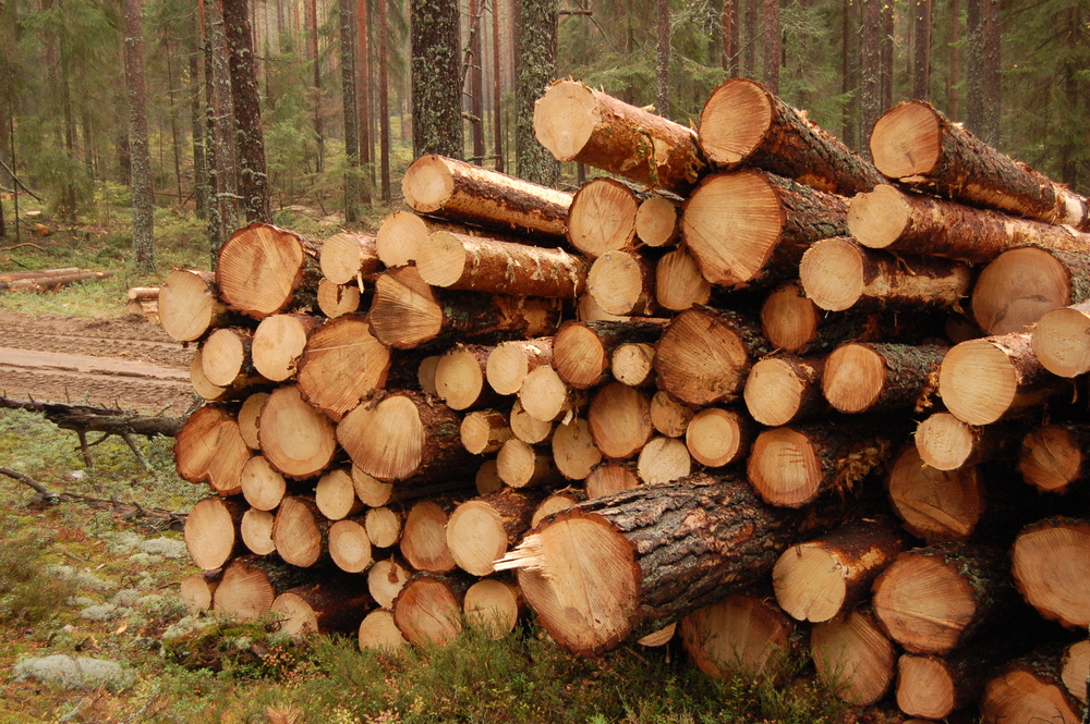 В апреле 2024 г. балансовая древесина в Финляндии подорожала на 3—4%