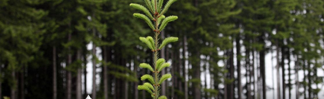 Weyerhaeuser приобретет 34 тыс. га леса на северо-западе США