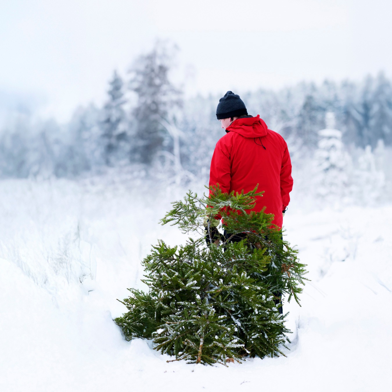 В 2024 г. площадь рубок главного пользования в Швеции снизилась на 6%