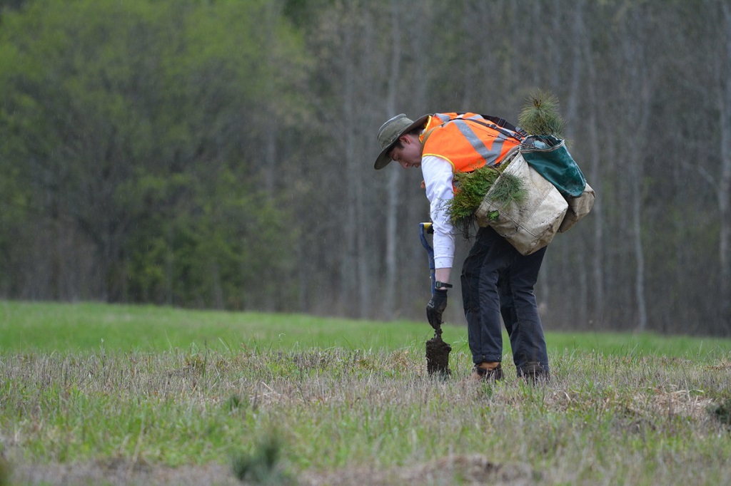 Forests Ontario plants 2.8 million trees this planting season