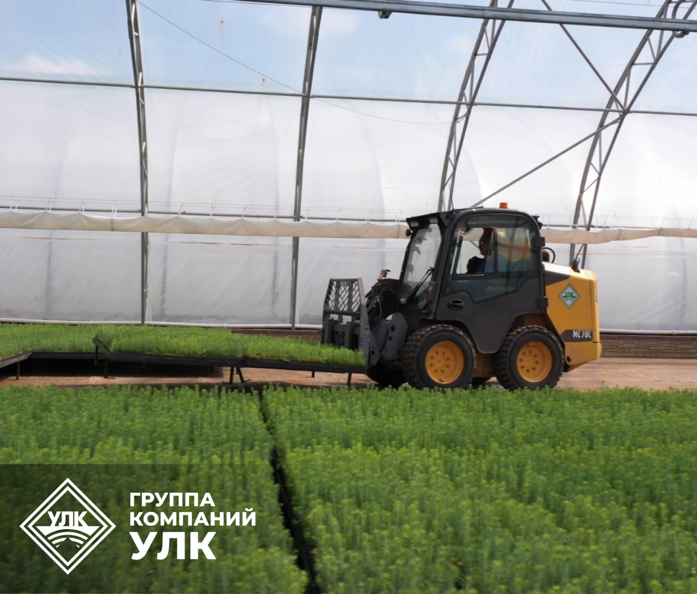 В 2025 г. Устьянский селекционно-семеноводческий центр вырастит 11 млн сеянцев
