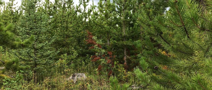 Forest Practices Board to audit First Nations Woodland Licence