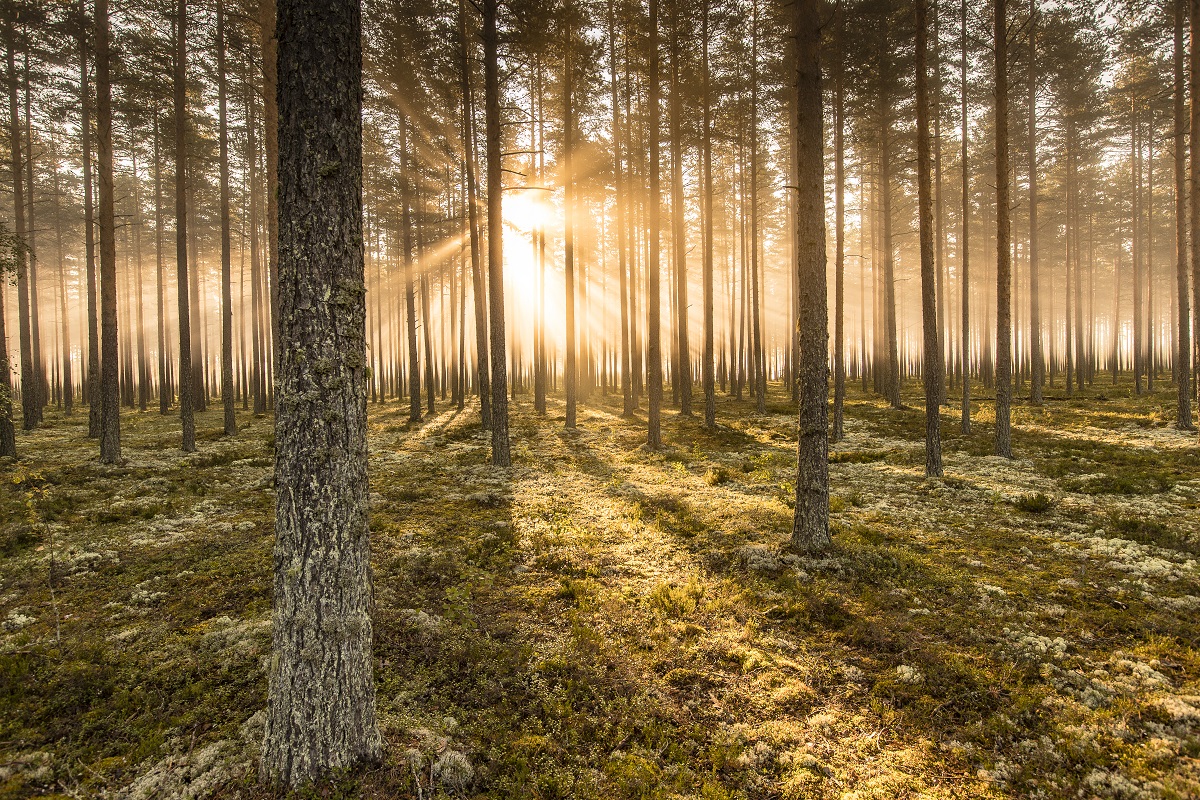 Stora Enso launches biodiversity programme for its forests in Sweden