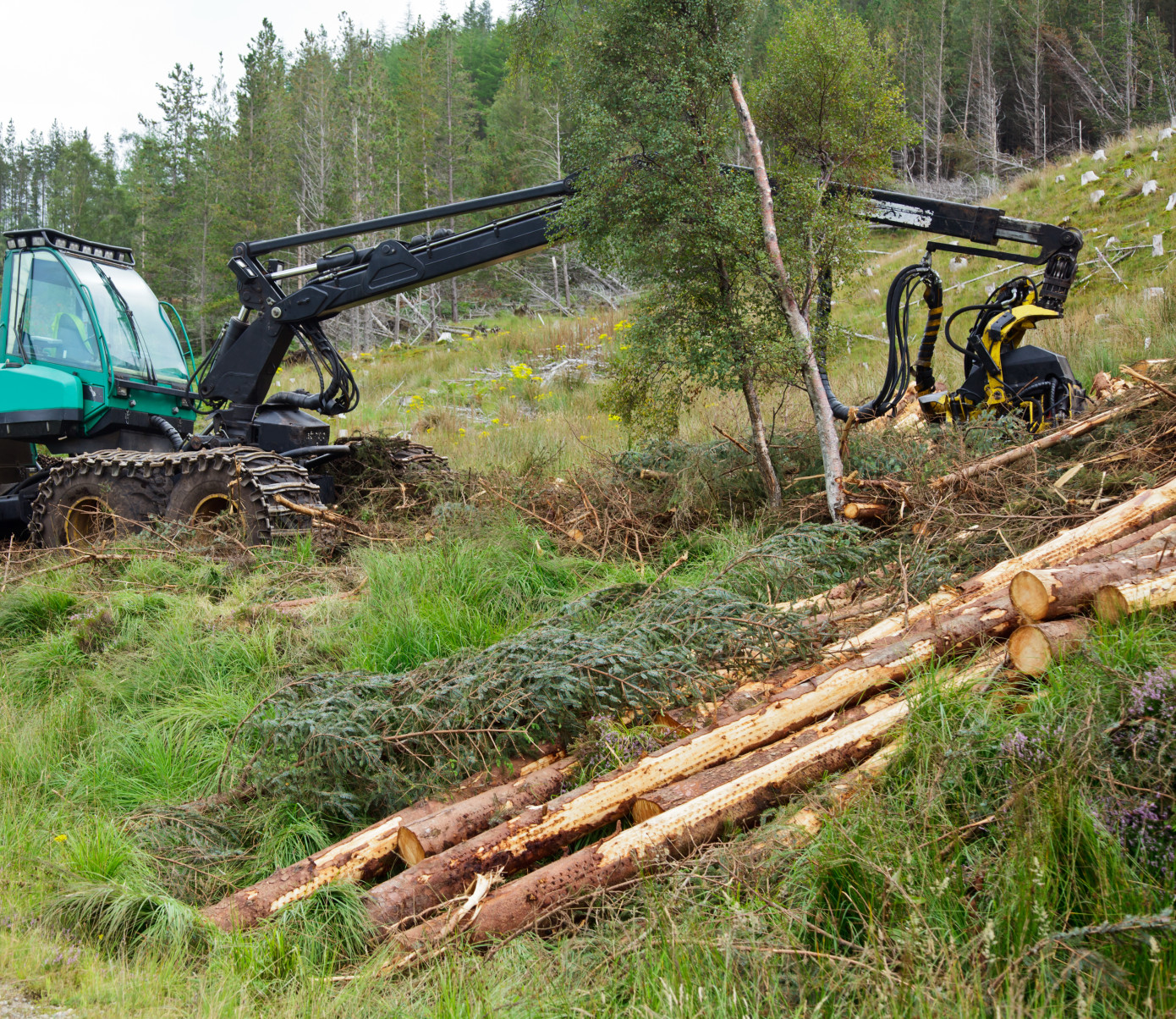 Sweden"s notified area for felling decreased by 20% in December